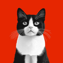 Dynamic Shortcodes - Enterprise - Lifetime